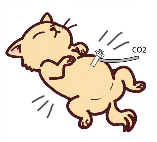 操作スペースを確保するためにお腹の中をCO2で膨らませる